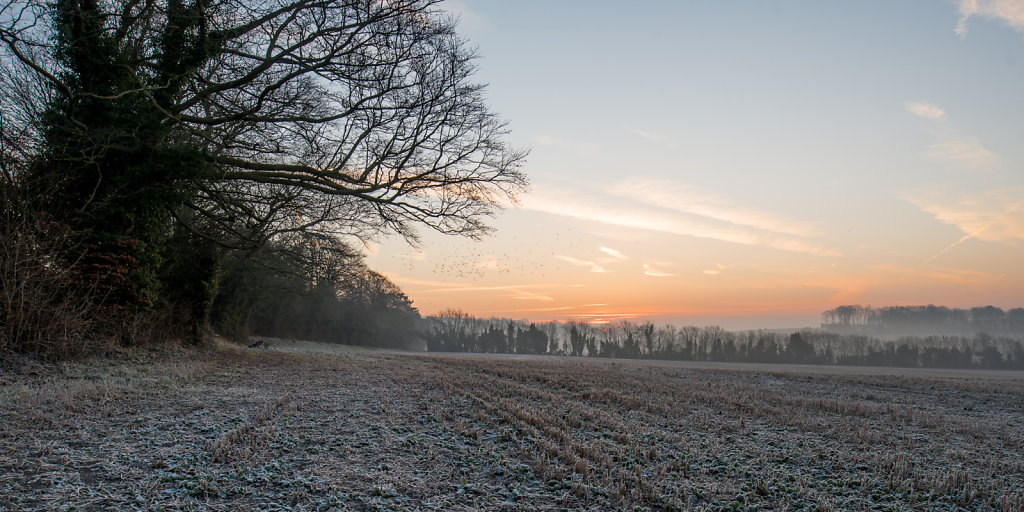 frost field 